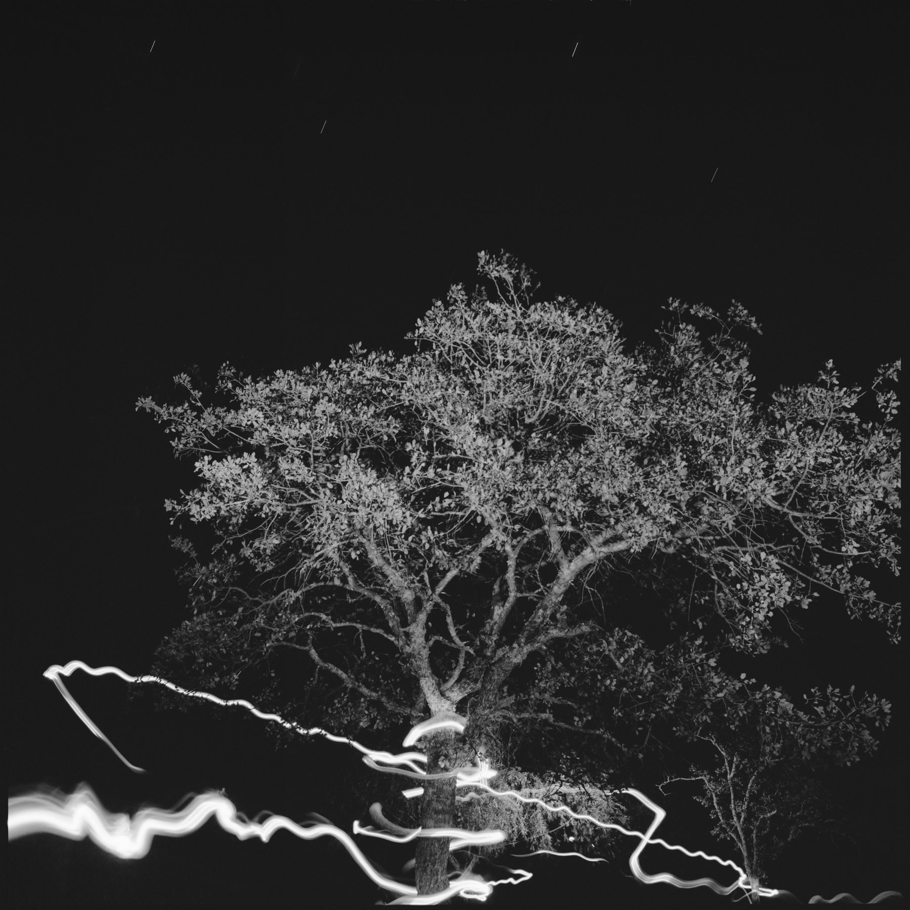 Berryessa Tree Lines No. 2, 1997