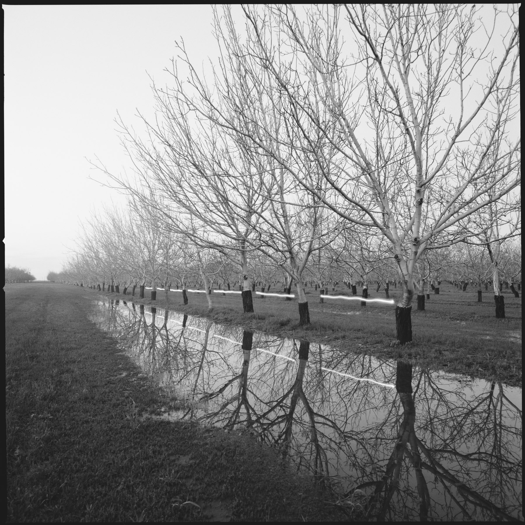 Orchard Tree Line, 1998